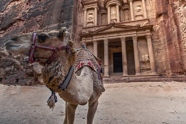 Khazneh Mezarının Önünde Duran Deve Petra Ürdün Hazine Mezarı Görüntü — Stok fotoğraf