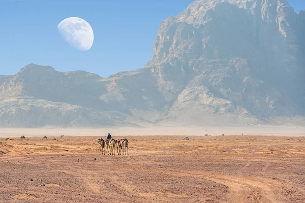 büyük ay yukarıda olan Ürdün çölünde Wadi Rum 'da inanılmaz ay ortamında deve. Wadi Rum, ay Vadisi olarak da bilinir, Ürdün-görüntü