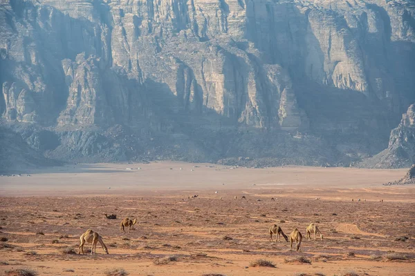 Büyük Yukarıda Olan Ürdün Çölünde Wadi Rum Inanılmaz Ortamında Deve — Stok fotoğraf