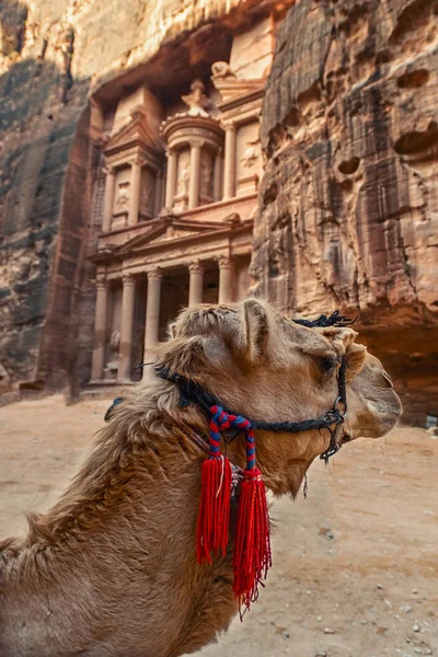 Kamel Vor Dem Khazneh Grab Die Schatzkammer Von Petra Jordanien — Stockfoto