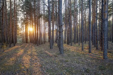 bir çam yaz ormanında güzel turuncu gün batımı