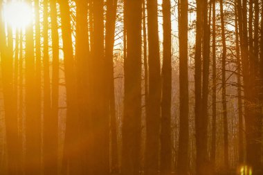 bir çam yaz ormanında güzel turuncu gün batımı