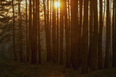 bir çam yaz ormanında güzel turuncu gün batımı
