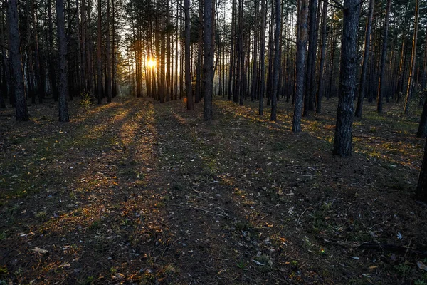 Красивий Помаранчевий Захід Сонця Сосновому Літньому Лісі — стокове фото