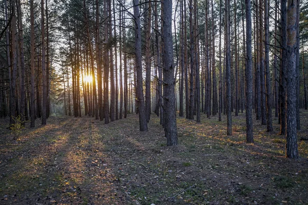 Красивий Помаранчевий Захід Сонця Сосновому Літньому Лісі — стокове фото