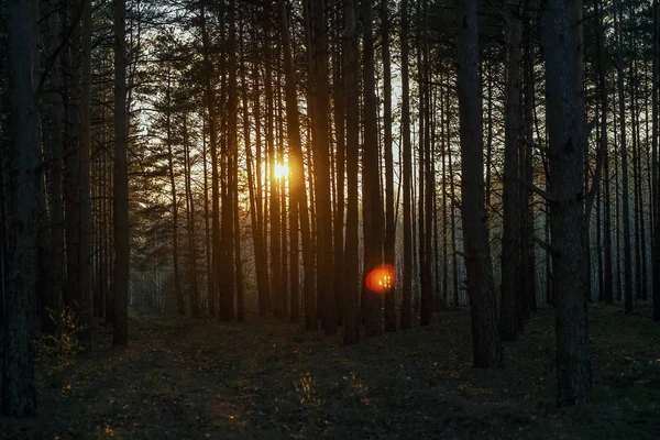 Красивий Помаранчевий Захід Сонця Сосновому Літньому Лісі — стокове фото