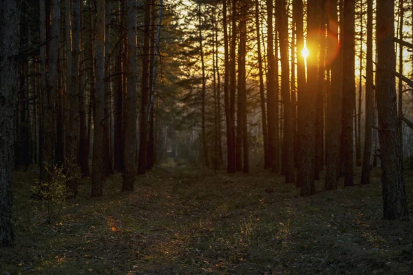 Красивий Помаранчевий Захід Сонця Сосновому Літньому Лісі — стокове фото