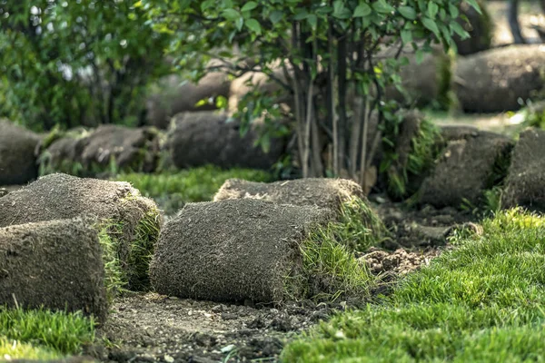 Césped Verde Rollos Para Césped Paisaje Diseño Nuevo — Foto de Stock