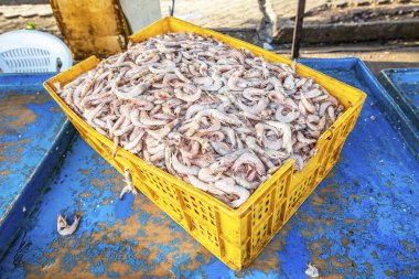 Bandar Abbas balık pazarında taze karides dolu büyük sarı plastik kutu