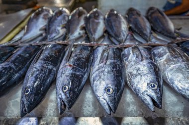 Yeni yakalanan ton balığı Bandar Abbas, İran