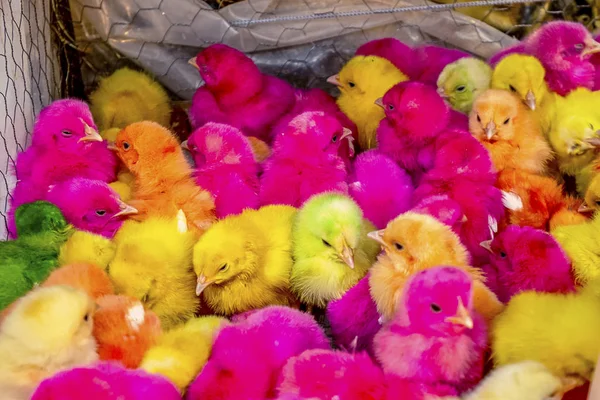 Pollitos Multicolores Venden Bazar Irán — Foto de Stock