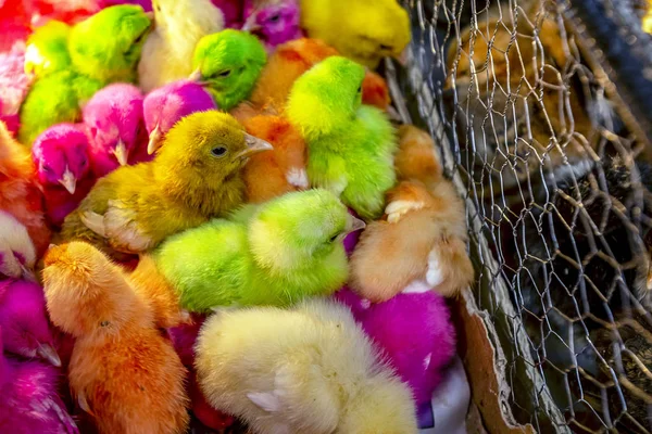 Pollitos Multicolores Venden Bazar Irán — Foto de Stock