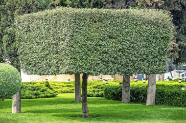 02/05/2019, Kura Nehri üzerinde Barış Köprüsü, fütüristik yaya