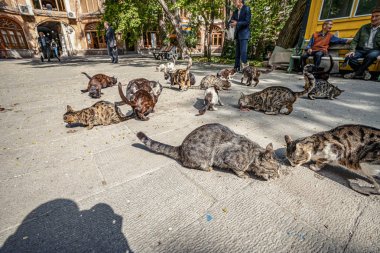 23/05/2019 Tebriz, Doğu Azerbaycan Eyaleti, İran, çarşıdaki sokak kedileri ne verdi