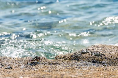 Hürmüz adasında Basra Körfezi kıyılarında kayalık bir kıyı boyunca sürünen canlı deniz yengeci