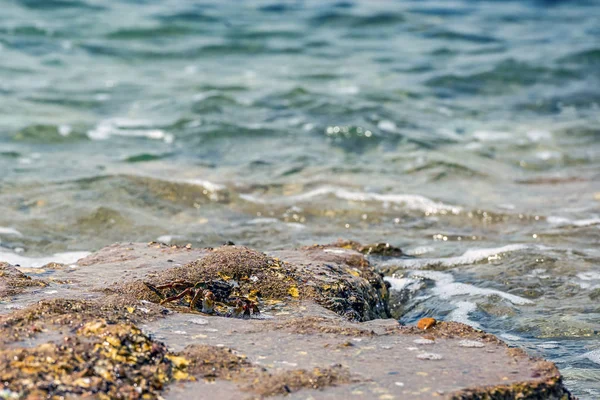 Caranguejo Mar Vivo Rastejando Longo Uma Costa Rochosa Nas Margens — Fotografia de Stock