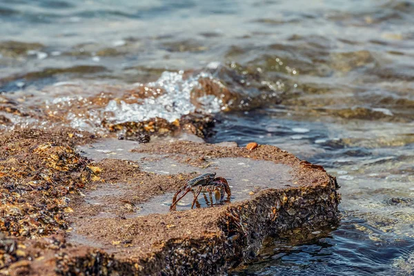 live sea crab crawling along a rocky coast on the shores of the Persian Gulf on Hormuz island i