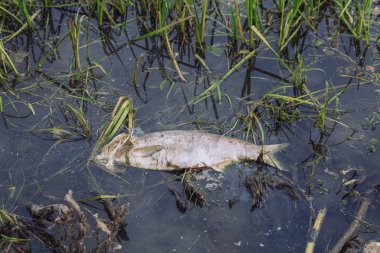 Nehir kıyısında şişmiş, ölü, zehirli balıklar yatıyor. Toksik emisyonların etkisi