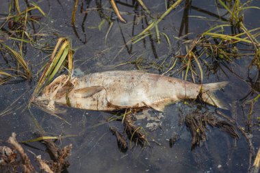 Nehir kıyısında şişmiş, ölü, zehirli balıklar yatıyor. Toksik emisyonların etkisi