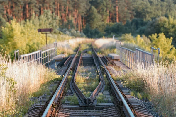 Vista Primer Plano Las Vías Del Ferrocarril Través Del Bosque — Foto de Stock