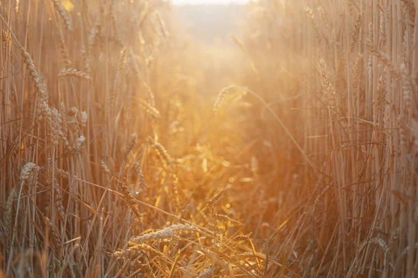 Goldene Ähren Wunderschöne Natur Bei Sonnenuntergang Reiche Ernte Konzept Ländlicher — Stockfoto