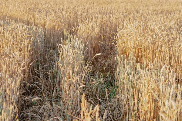 Золоті Вуха Пшениці Красивий Ландшафт Захід Сонця Природи Багата Концепція — стокове фото