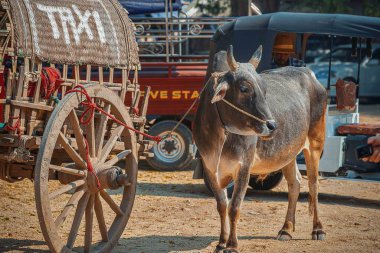 21 / 02 / 2020 Mandalay, Myanmar (Burma) Buffalo taksi Beyaz Hsinbyume Pagoda (Mya Thein Dan pagoda) yakınlarındaki Mingun 'da Irrawaddy Nehri' nin batı kıyısında
