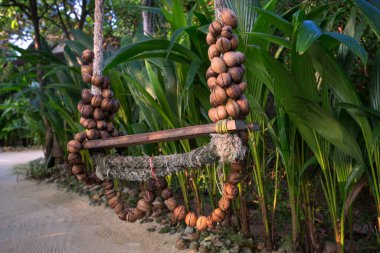 Tayland 'ın Ko Pha Ngan adasındaki ormanda egzotik ahşap salıncak.