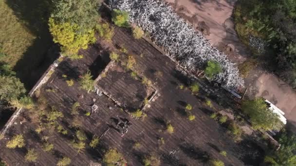 Çernobil Sınırlama Bölgesindeki Polissya Ormanları Arasında Çernobil Şehri Yakınlarındaki Krug — Stok video