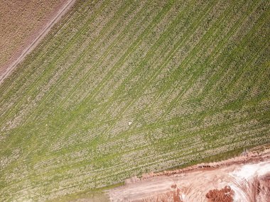 Ortho fotoğraf. taze yeşil alanlar, ülke yollar ve traktör ile kırsal bölgenin havadan görünümü izler 