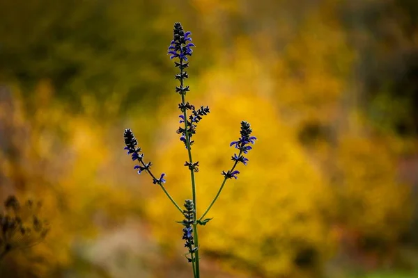 common sage on a background of sunny hell