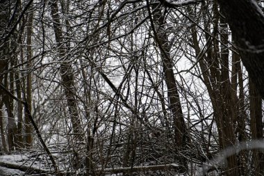  Doğal kaos, doğa bir dahi mimardır