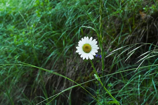 a curious daisy, beauty is hidden in the simplicity of nature
