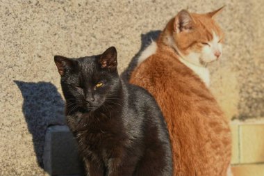 Bir kedi bile ikinci bir kediyi rahatsız. Neyse ki son değil uzun ve geçirir. Ama onlar açıkça yapmak.