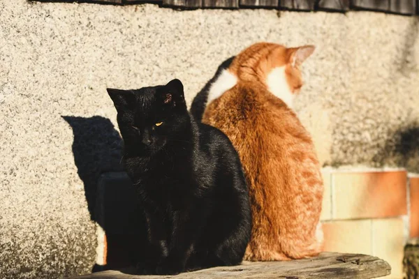 Bahkan Kucing Bisa Menyinggung Kucing Kedua Untungnya Itu Tidak Berlangsung — Stok Foto