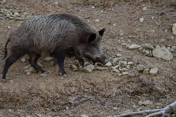 Babi Hutan Bahasa Inggris Wild Babi Disingkat Sue Scrofa Juga — Stok Foto
