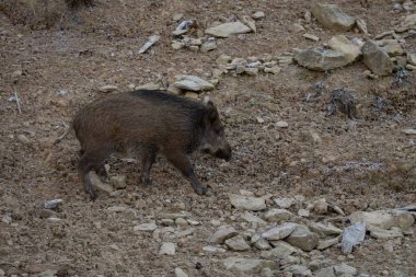 Ayrıca yabani domuz, Avrasya yaban domuzu veya sadece yaban domuzu, olarak bilinen yaban domuzu (Sus scrofa), bir SUID çok Avrasya, Kuzey Afrika yerli olduğunu.