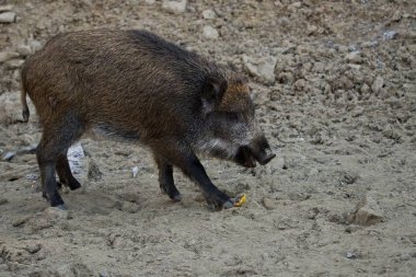 Ayrıca yabani domuz, Avrasya yaban domuzu veya sadece yaban domuzu, olarak bilinen yaban domuzu (Sus scrofa), bir SUID çok Avrasya, Kuzey Afrika yerli olduğunu.