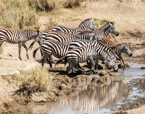 Zebras Der Serengeti Tansania — Stockfoto
