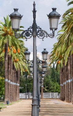 Palmiye ağacı cadde