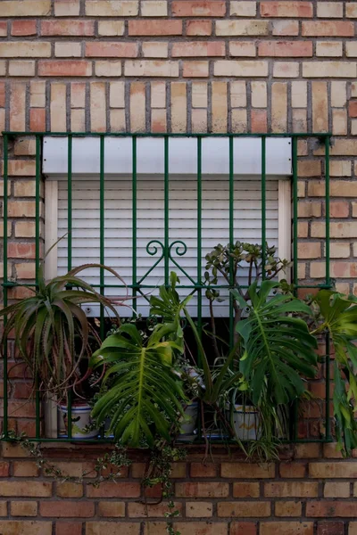 Brick wall with a window with plants