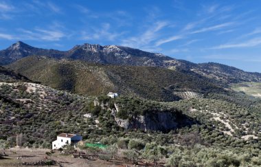 Ağaçlarda Zahara köyü de la sierra, İspanya çevrili büyük bir manzara. Bazı Beyaz Saray ve dağın içinde çatı görebilirsiniz. 