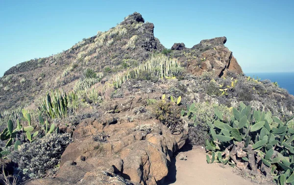 Percorrendo Una Strada Che Conduce Una Montagna Con Cactus Vicino — Foto Stock