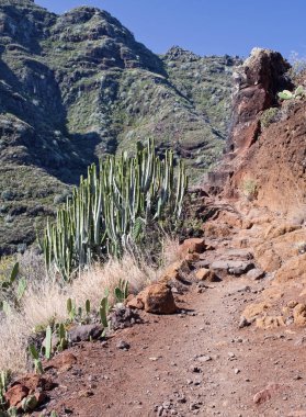 Her tarafta kaktüs iki tür dağ 