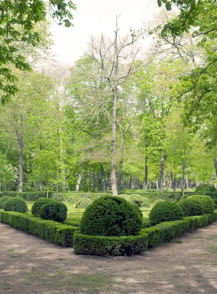 Aranjuez Bahçelerde Şekilde Dikey Olarak Iki Tarafında Ağaçlar Ile — Stok fotoğraf