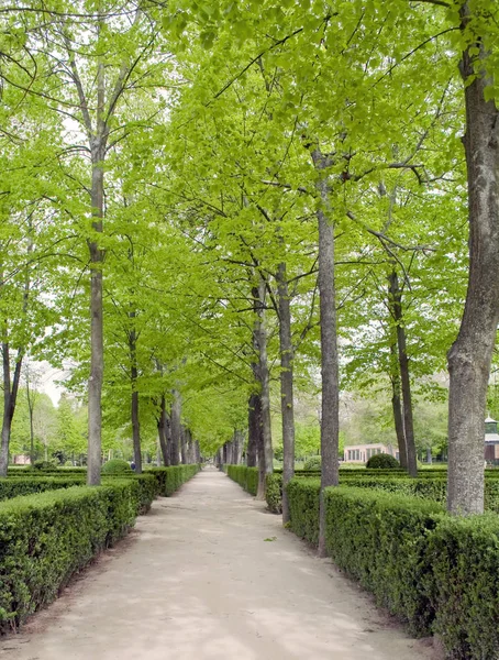 Aranjuez Bahçelerde Şekilde Dikey Olarak Iki Tarafında Ağaçlar Ile — Stok fotoğraf