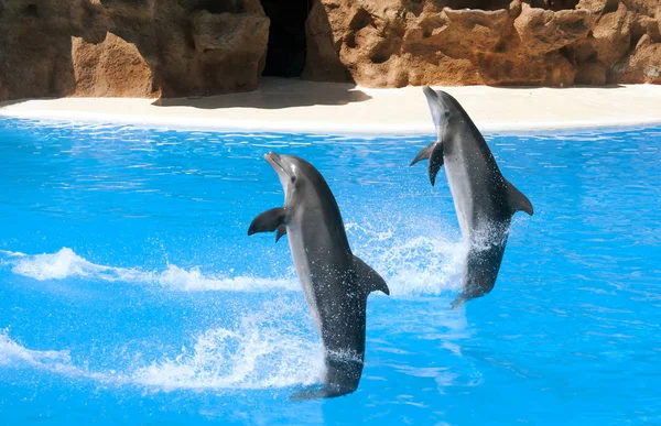 Delfiny Parku Wody Tenerife — Zdjęcie stockowe