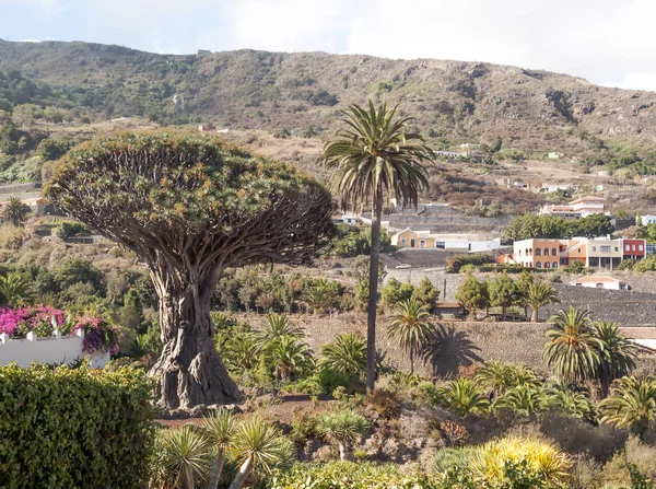 Tausendjähriger Drachenbaum Auf Der Insel Teneriffa — Stockfoto