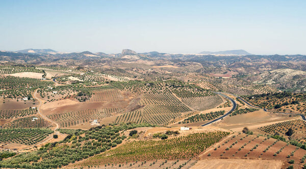 Olive grove in the mountains of Andalusia