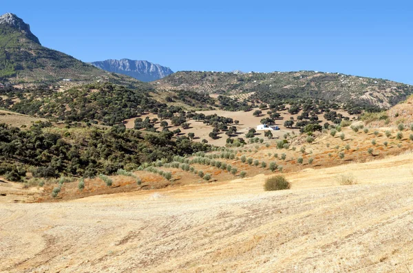 Olive Grove Górach Andaluzji — Zdjęcie stockowe